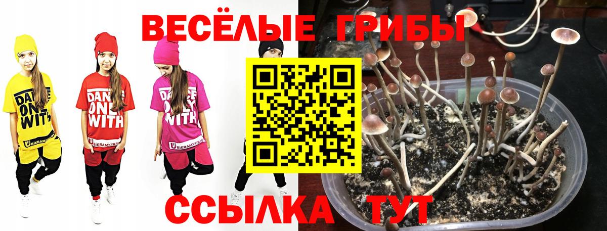 Галлюциногенные грибы Psilocybe Таганрог
